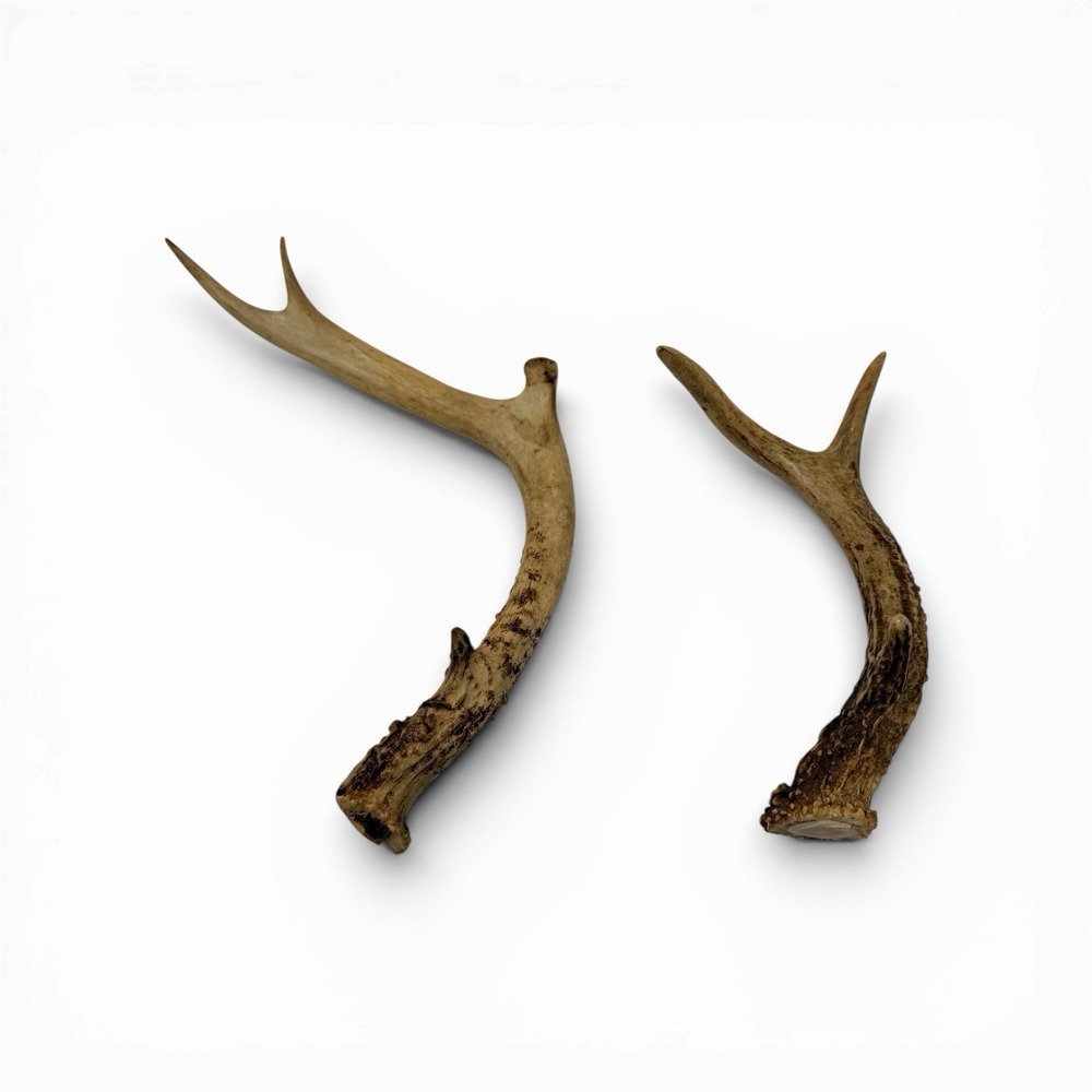 Authentic‎ Roe Deer Antler Sheds – Natural Decor & Crafting (10" & 7.5")